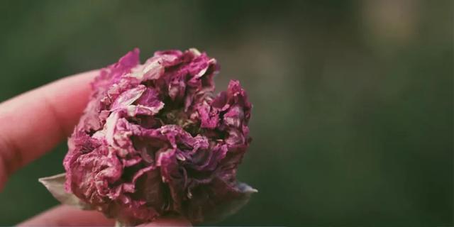 芙蓉花开 芙蓉花开（芙蓉花开花特点） 生活