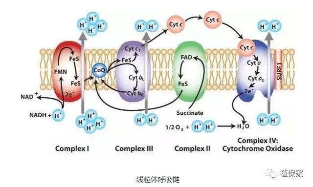 嘧菌酯、醚菌酯、吡唑醚菌酯、肟菌酯性能大PK，到底哪个更划算？3