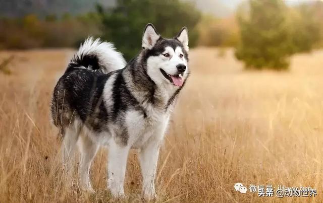 阿拉斯加雪橇犬