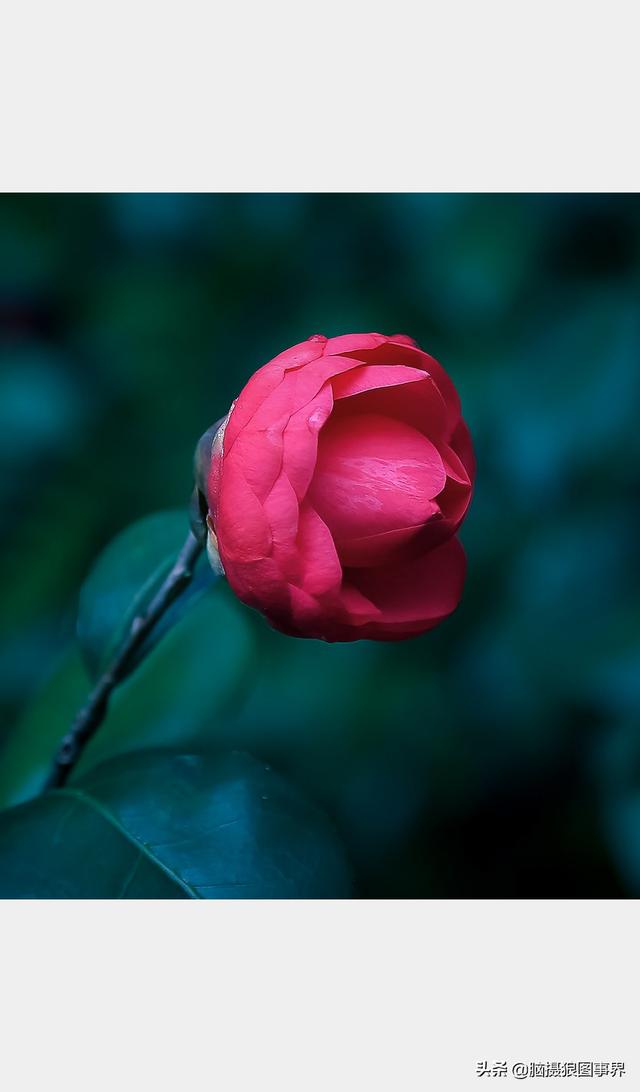 山茶花图片