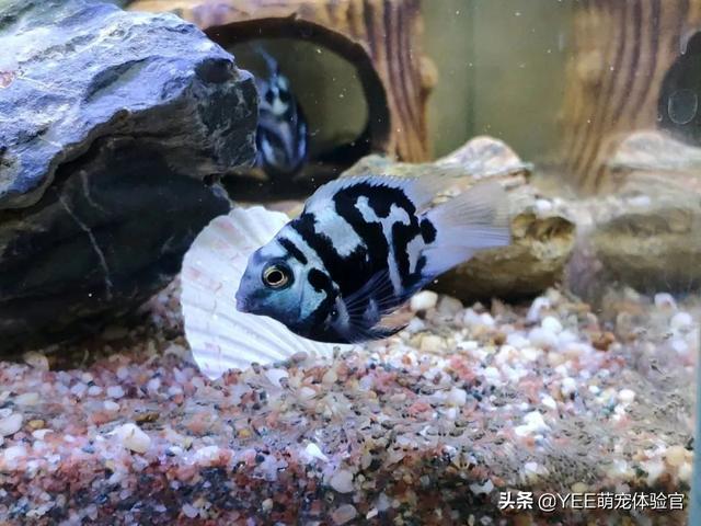 鹦鹉鱼鱼鳞掉了还能长出来吗