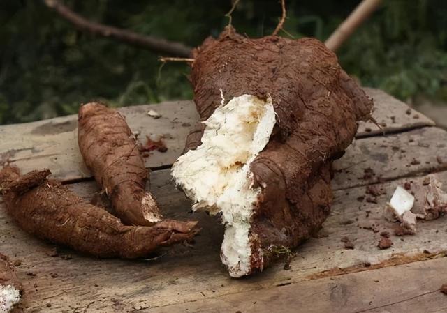 一株上百斤 被叫做平民人參的葛根 到底有什麼魔力 Kks資訊網