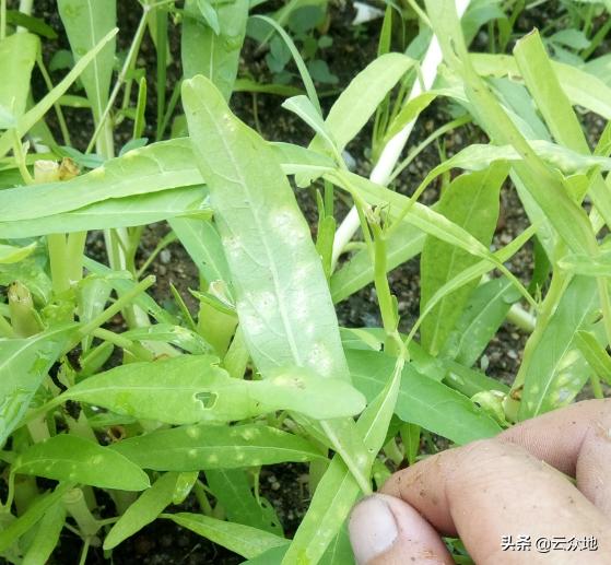 空心菜嫩茎畸形肿大是什么病，如何防治？肿大后的嫩茎能吃吗？