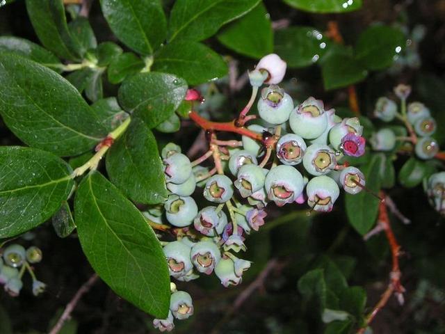 秋冬季节室内养花不用愁，简单两种杀菌药，防治大部分病害12