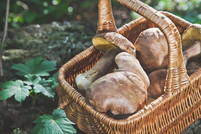 会跳舞的精灵读后感(会跳舞的精灵女孩)