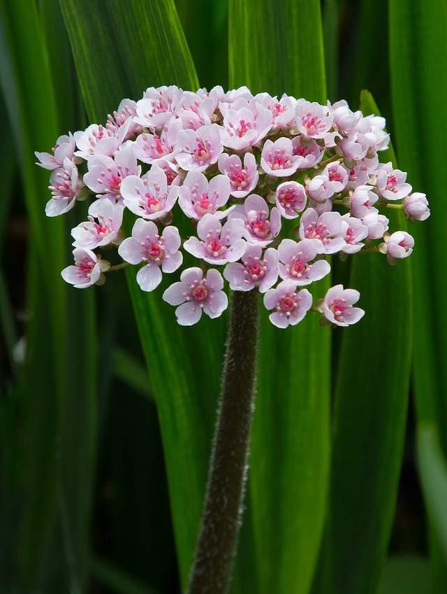 白菊花代表什么意思