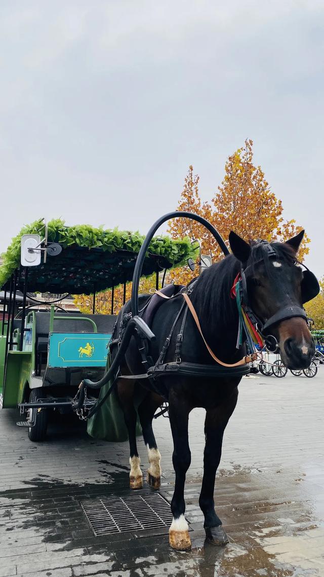 全域旅游 | 五大道，那些与马有关的故事