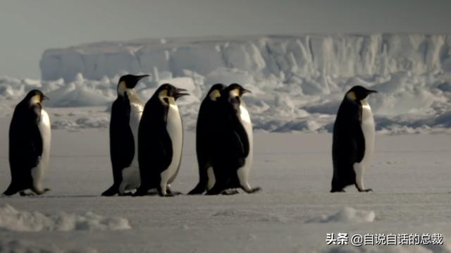 企鹅会飞么