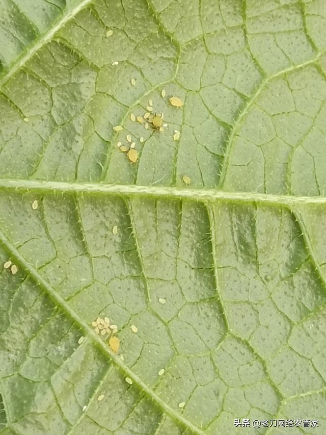 黄瓜蚜虫出没！消灭黄瓜叶背的小虫子，用什么药防治效果好