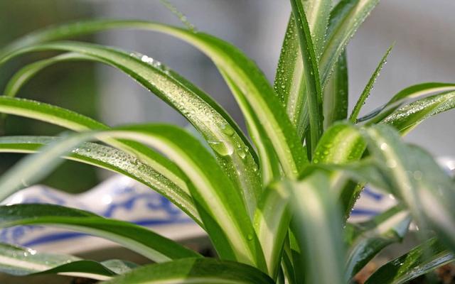 观叶植物 观叶植物（十种室内最好养的植物盆栽） 生活