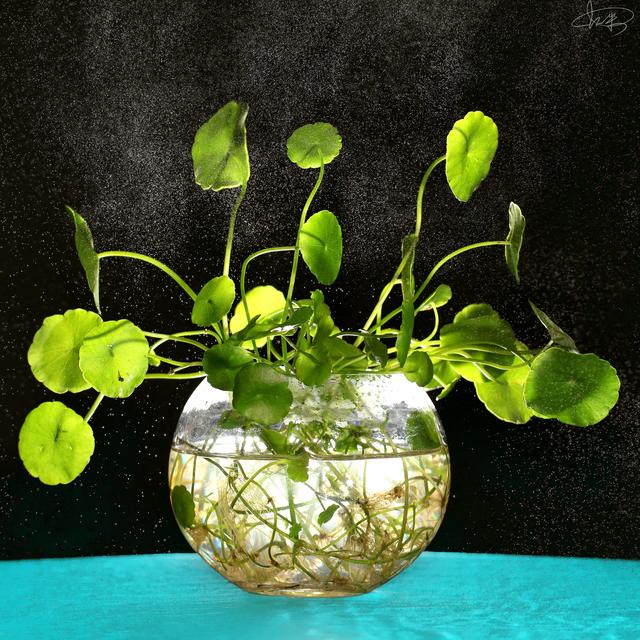 水生花卉 水生花卉（水生花卉有哪些类型） 生活