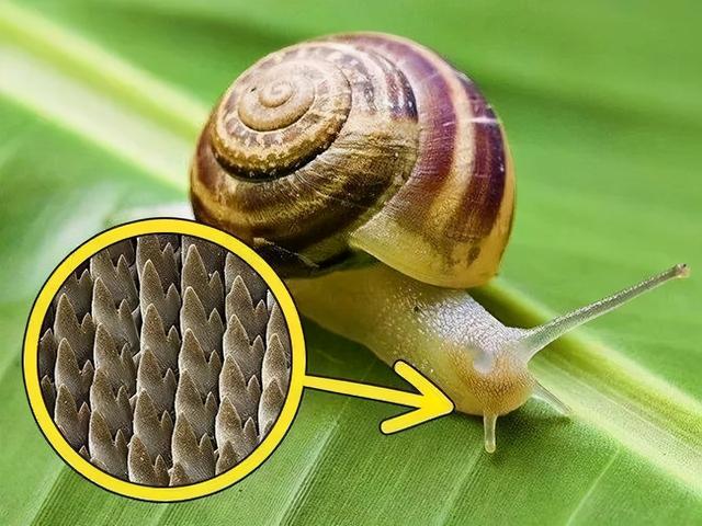 非洲大蜗牛:究竟是怎么到中国的?
