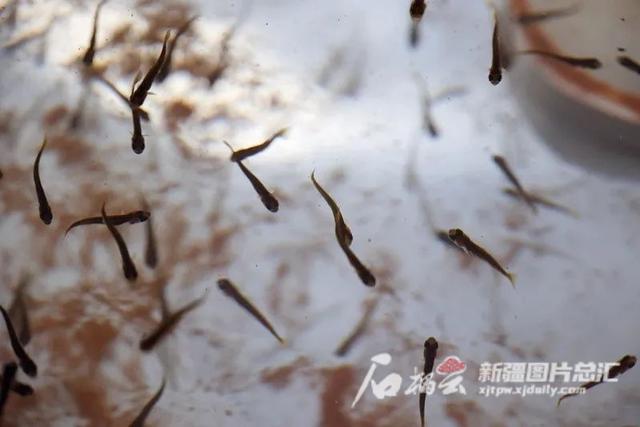 阿勒泰三联洗砂机的简单介绍