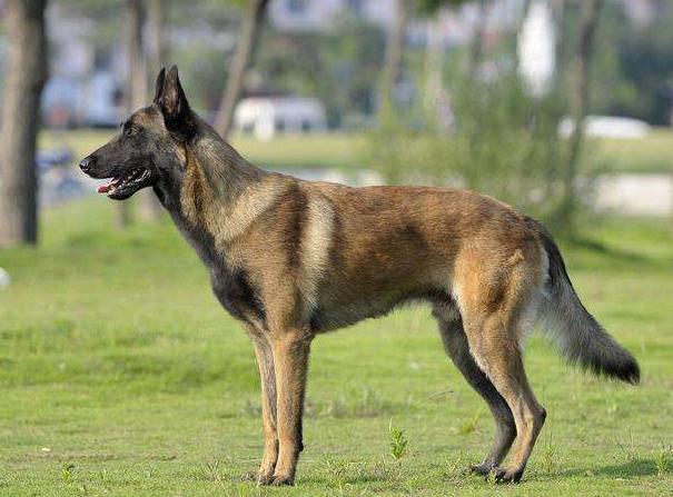 馬犬和德牧哪個兇,德牧田園犬和馬犬哪個好(看完你會選擇誰呢)