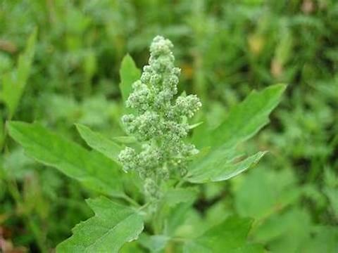 阔叶杂草大合集，附赠一份除草方法19