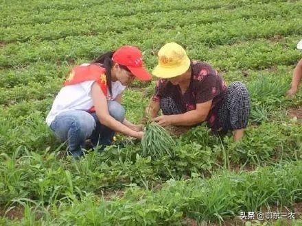 花生地里恶性杂草香附子，怎样灭除效果好，无药害？1