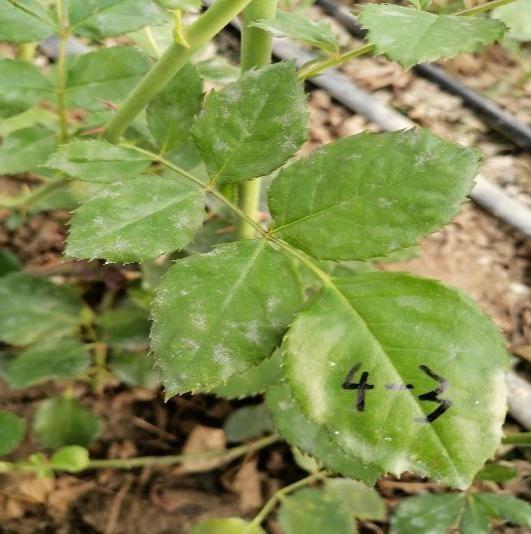 生物防治玫瑰白粉病，种最健康的花朵，送给最挚爱的你8