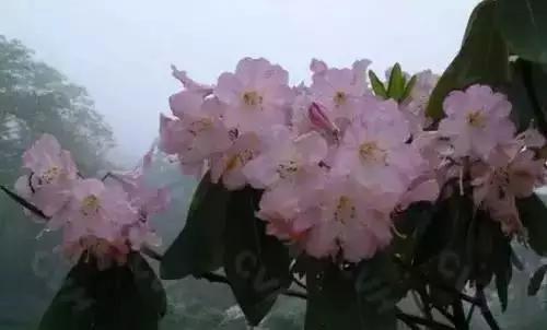 北京的市花