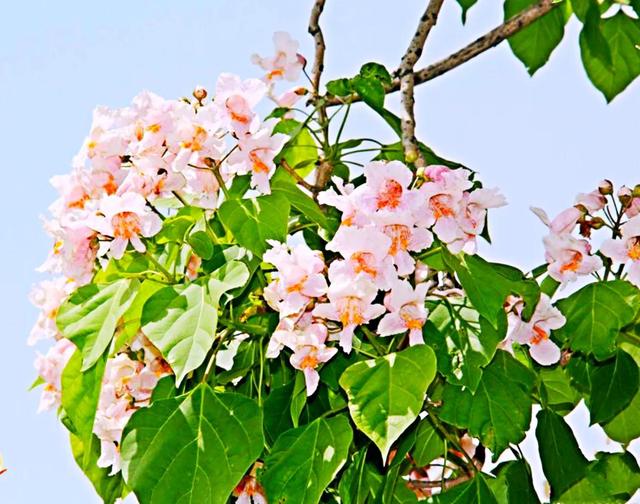 暴马丁香 暴马丁香