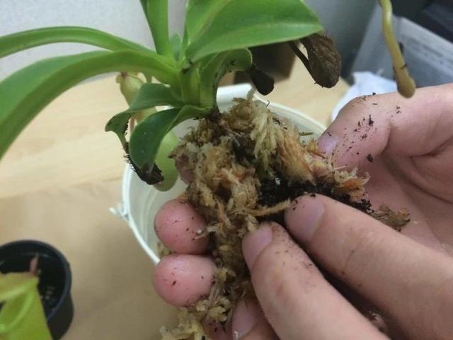 猪笼草 猪笼草（猪笼草简笔画） 生活