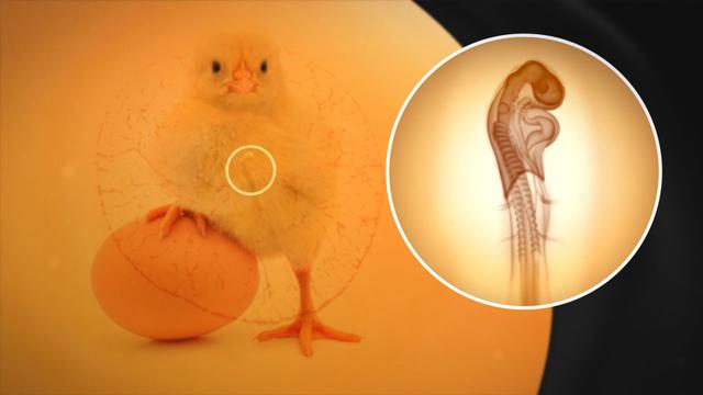 鸡皮肤在高温下会少