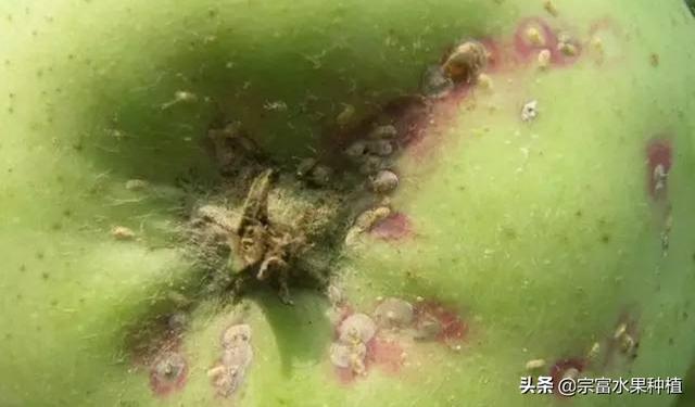 造成梨树减产的终结者“梨木虱”，是梨树主要虫害，如何防治？5