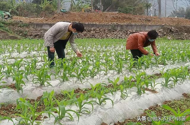 玉米拧芯卷叶、不抽叶不展叶，不能全赖蓟马虫害，常见原因有6种12