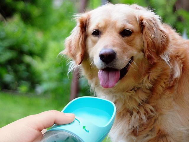 狗狗怎么喂养才会喝水(狗狗每天喂多少水)-艾拉养犬