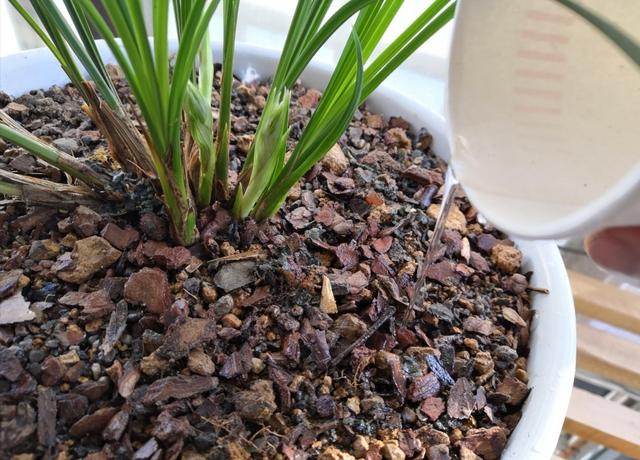 兰花的种植方法_兰花种植方法20字_铃兰花种植方法