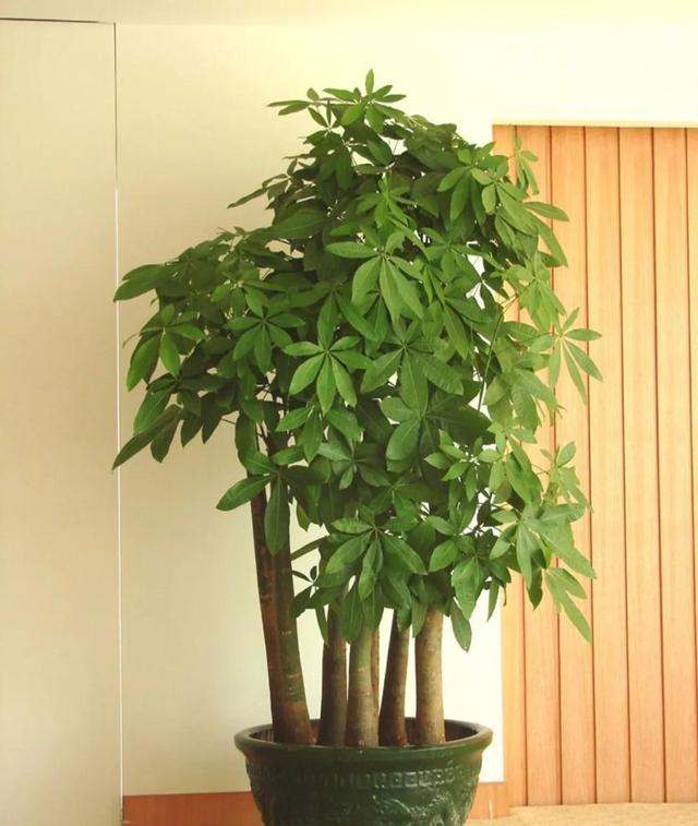 家里最旺财的十种花 家里最旺财的十种花（兰花） 生活