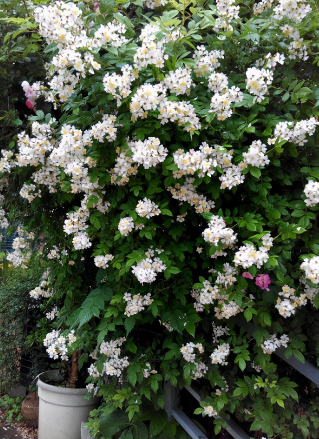 冥界之花有哪些（盘点6种很美的“冥界之花”）