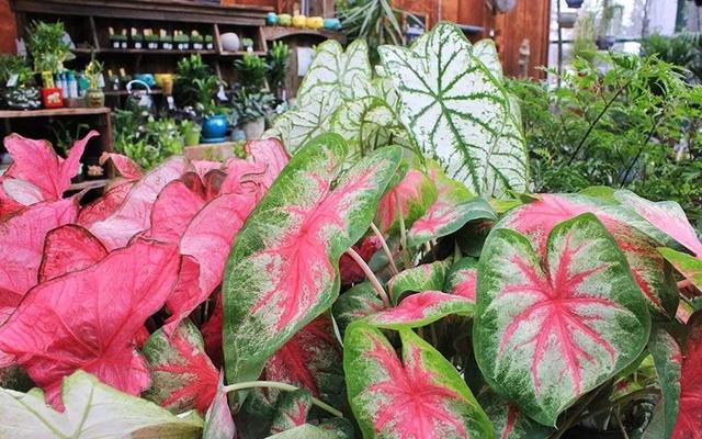 花叶芋 花叶芋（花叶玉簪） 生活