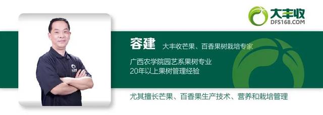 芒果花果期怎么用肥好？壮花、保果、膨果三个阶段要做好1