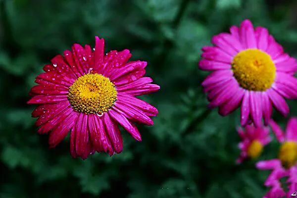 除虫菊 除虫菊（除虫菊花） 生活