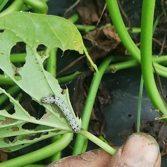 红薯斜纹夜蛾难防治？喷雾时加入这种助剂，可一节两省提高药效