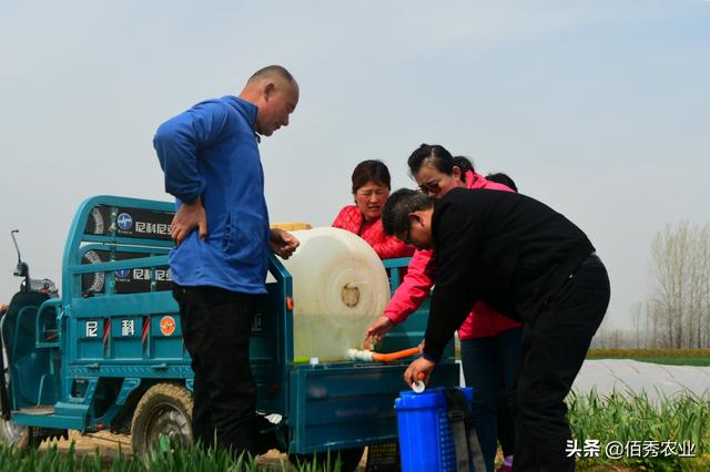 2月份中药材白术管理要点，做好3个步骤，一年不愁杂草危害3