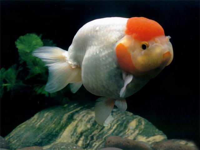 金鱼是什么鱼演变来的 金鱼是什么鱼演变来的（金鱼是什么演变过来的） 动物