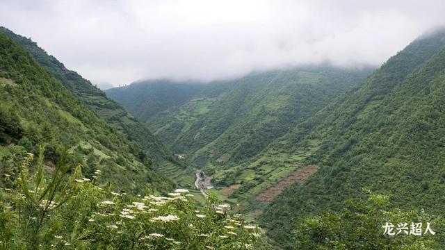 道地药材图鉴之纹*参15