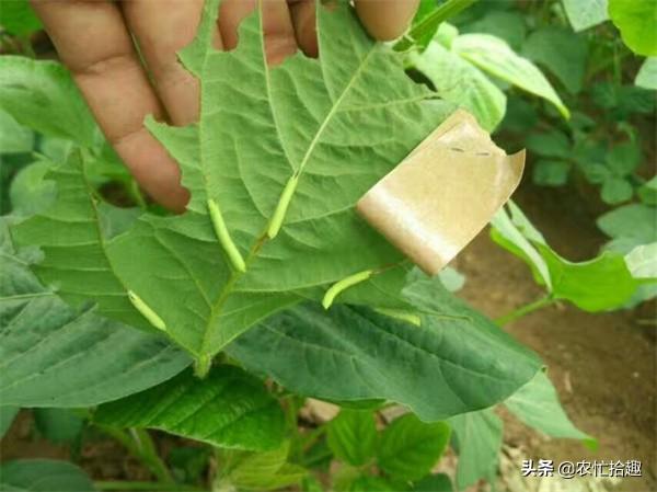 豆虫 豆虫（豆虫和蚕蛹是一种虫吗） 生活