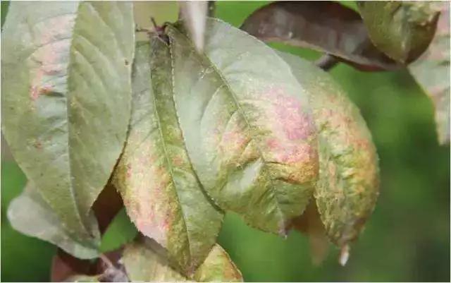 桃树病虫害防治全年用药推荐