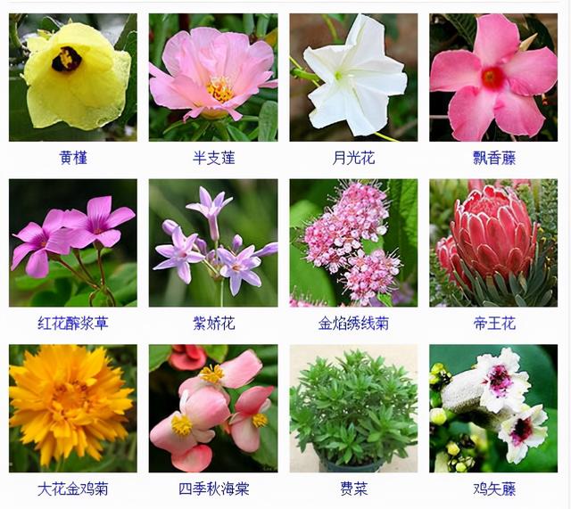观花植物 观花植物（木本观花植物） 生活