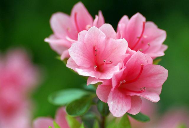 杜鹃花什么时候开 杜鹃花什么时候开（杜鹃花什么时候开花几点） 生活