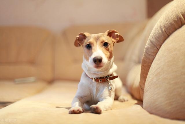 犬瘟热晚期 犬瘟热晚期（犬瘟热晚期治疗方法） 动物