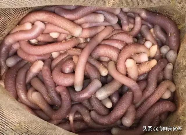 海鲜种类