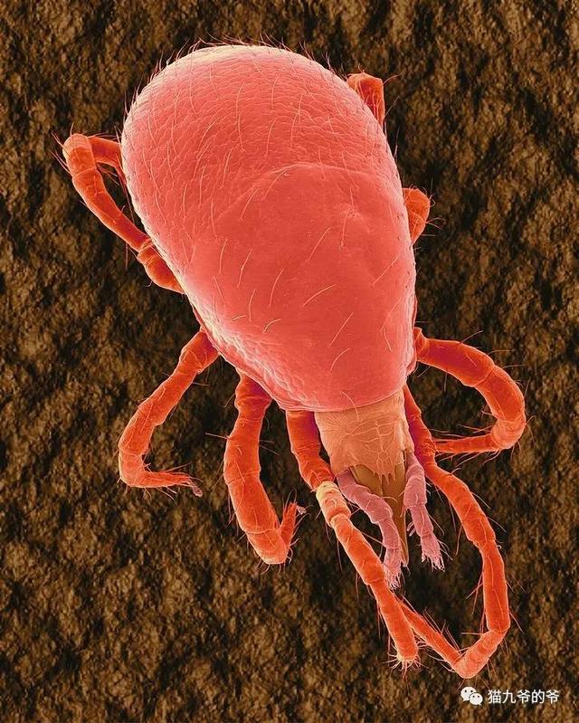 外阴表皮角化不全什么意思