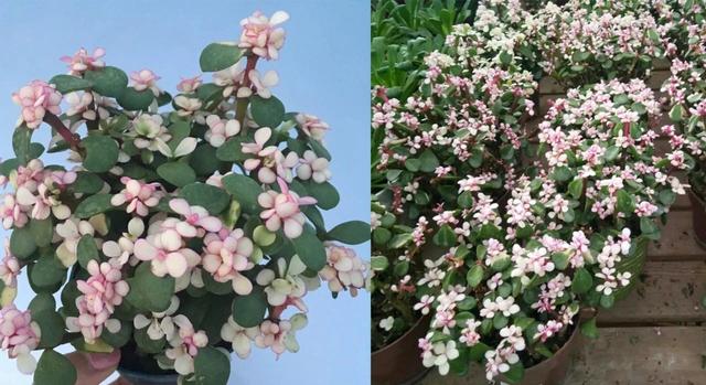 金枝御叶金枝御叶txt书包