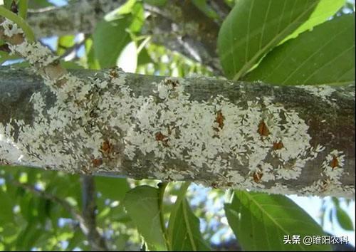 这个药治介壳虫更厉害，用一次管4个月，对卵、若虫、成虫统杀5