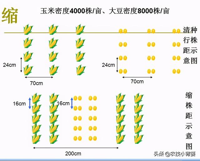 玉米-大豆间作套种有技巧，学会这些种管技术要点才能更高产7