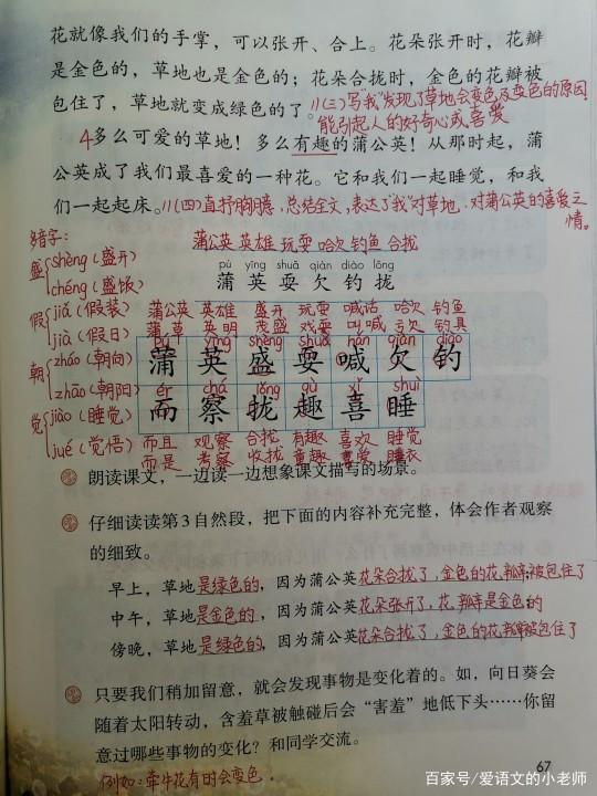 什么的蒲公英？