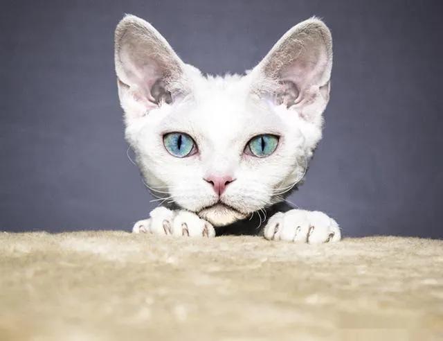 柯尼斯卷毛猫